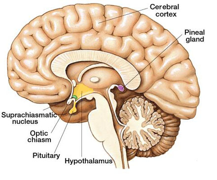 Pineal Gland Third Eye